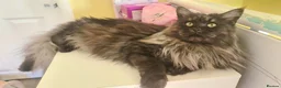 Maine Coon cats for sale: GCCF-registered Maine Coon kittens. - Advert 3