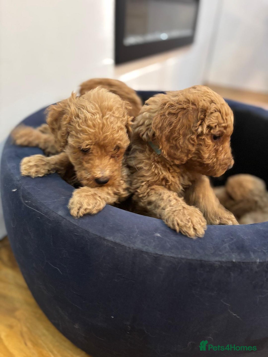 Goldendoodle dogs for sale: F1Goldendoodel puppies now ready for new home  - Advert 7