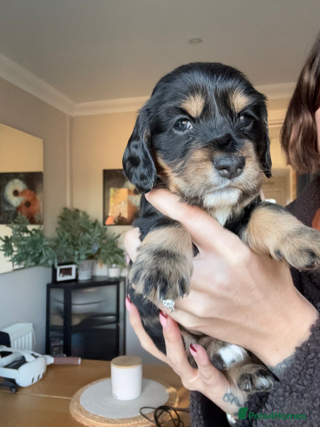 Cocker Spaniel dogs for sale: Beautiful KC Registered- Cocker Spaniel Pups   - Advert 7