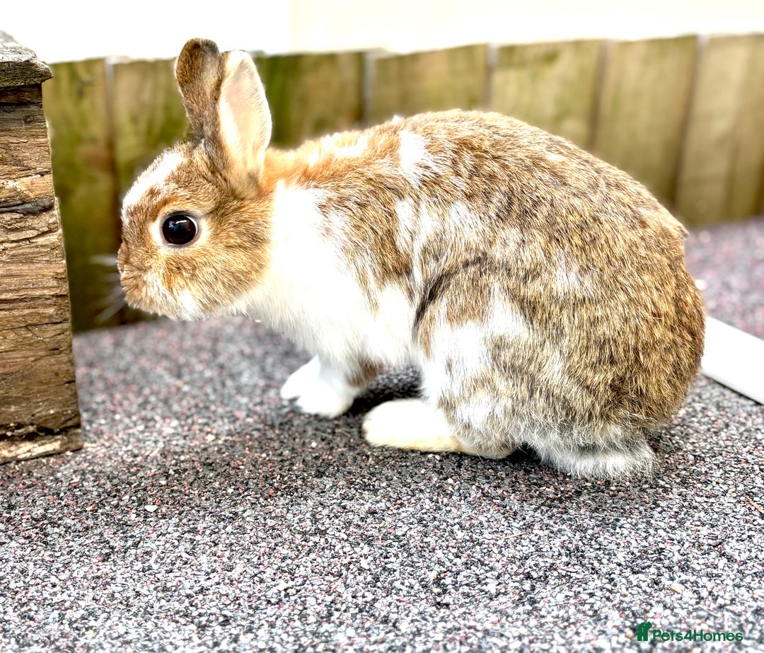Netherland Dwarf rabbits for sale: Netherlands dwarf doe - Image 2
