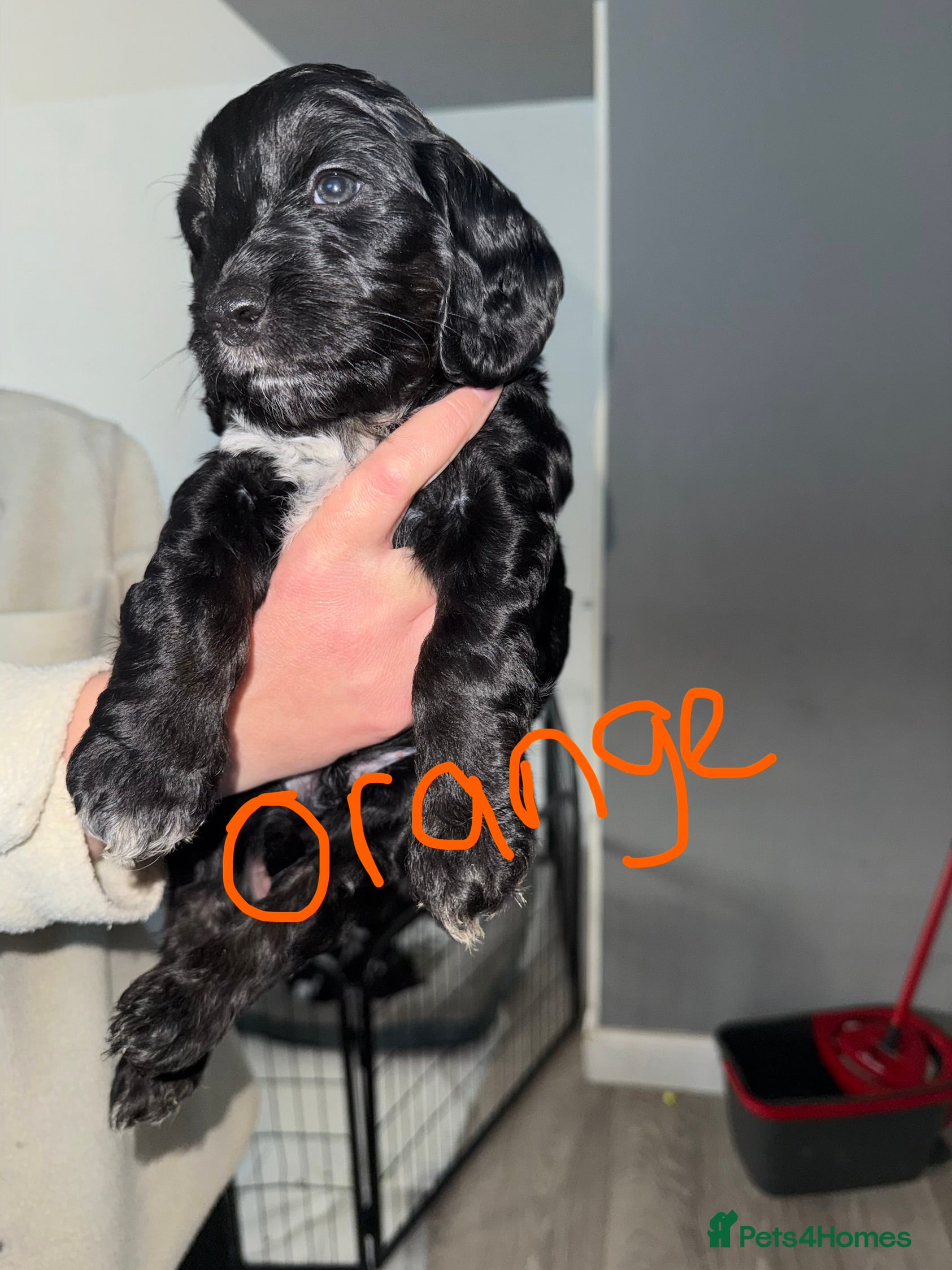 Cockapoo dogs Cockapoos - Advert 11