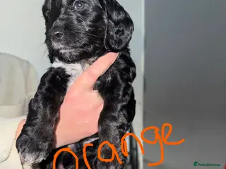 Cockapoo dogs Cockapoos - Advert 11