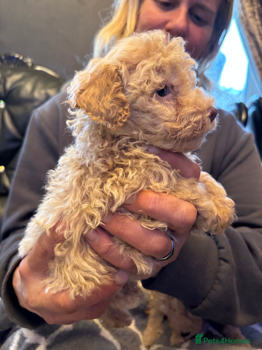 Miniature Poodle dogs for sale: Beautiful miniature cream poodles - Advert 7