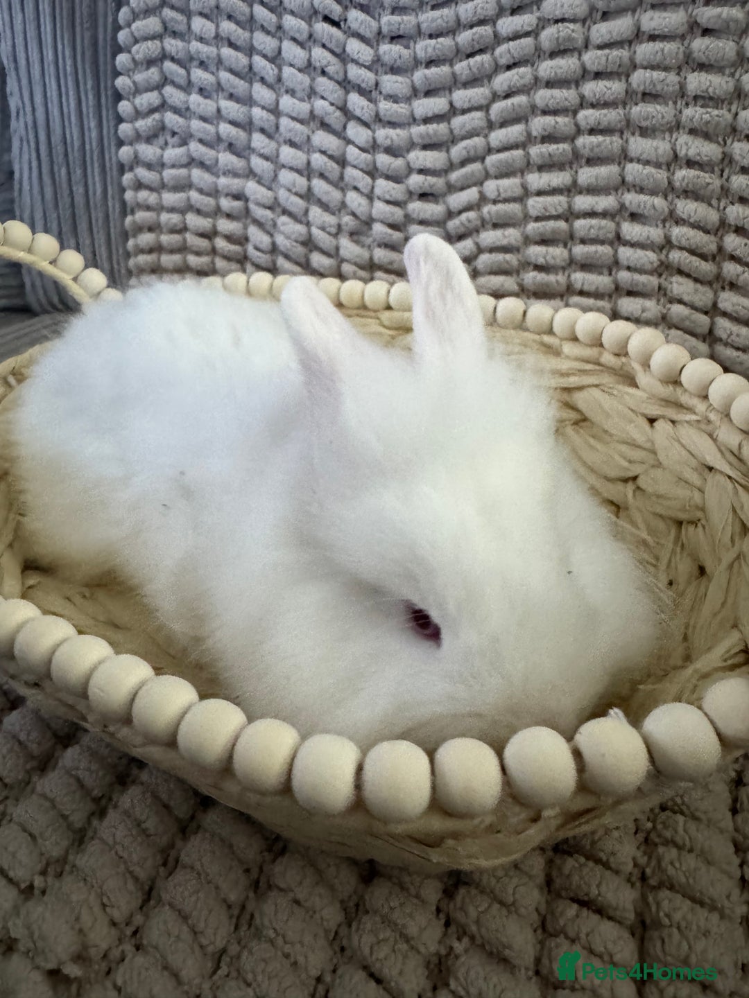 Lionhead rabbits for sale: ✨ Lionhead x Angora Bunny  ✨ - Advert 3