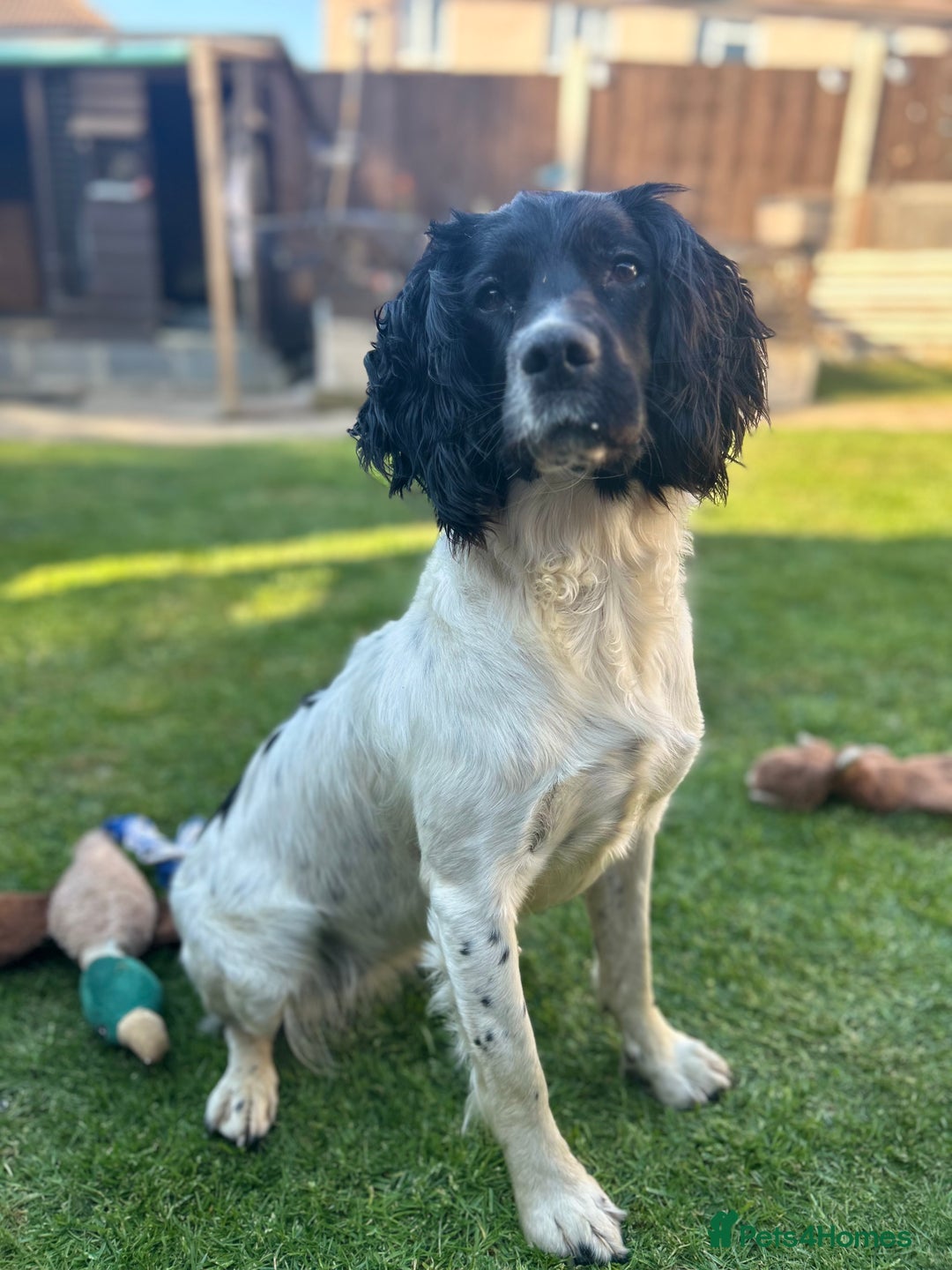 English Springer Spaniel dogs for sale: KC Registered Working Springer Spaniel Puppies  - Advert 2