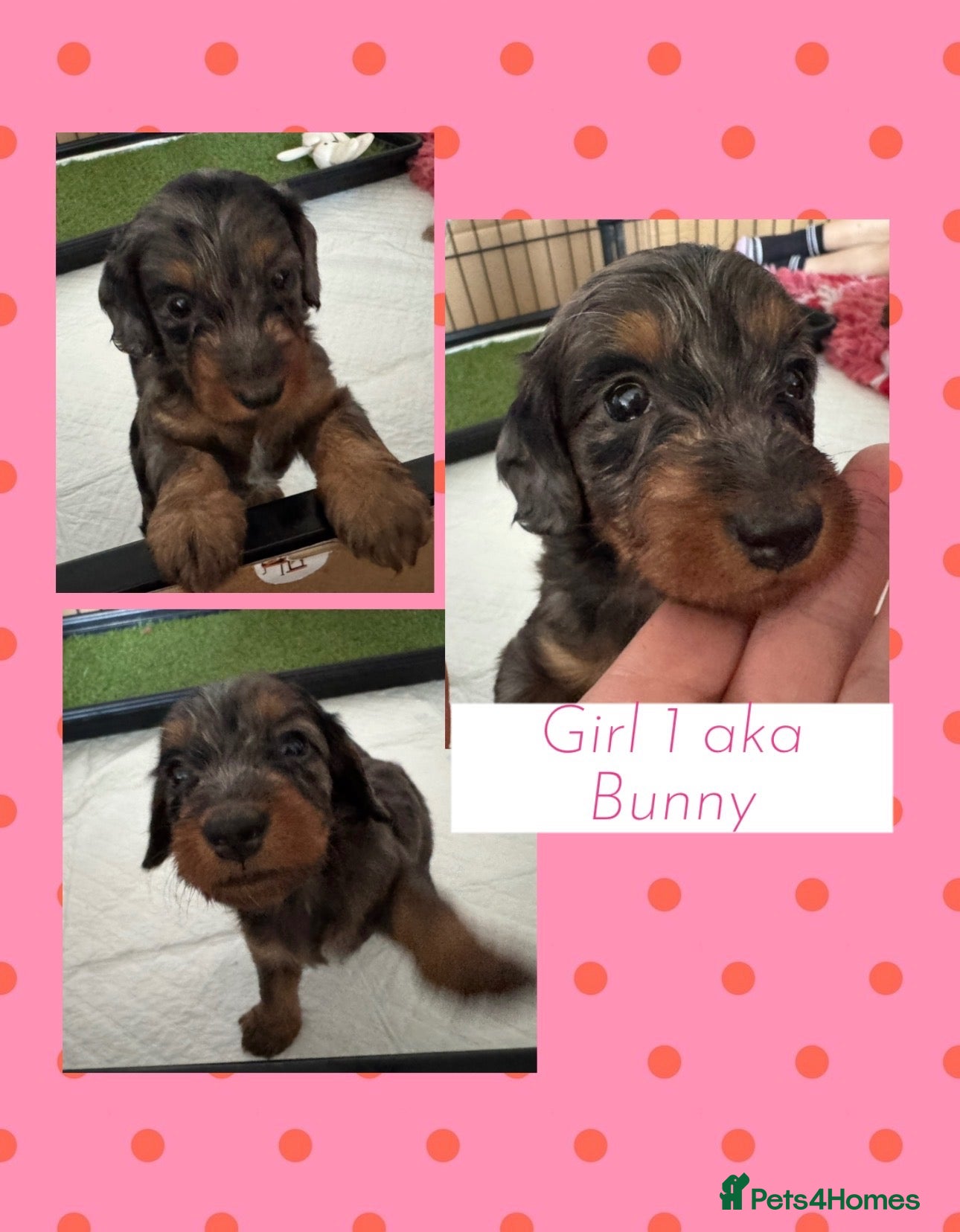 Doxiepoo dogs Ready 6th October 2 girls 1 boy Doxiepoos  - Advert 6