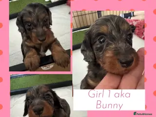 Doxiepoo dogs Ready 6th October 2 girls 1 boy Doxiepoos - Advert 6