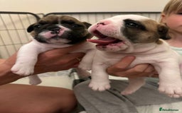 French Bulldog dogs for sale: French Bulldogs - Image 14