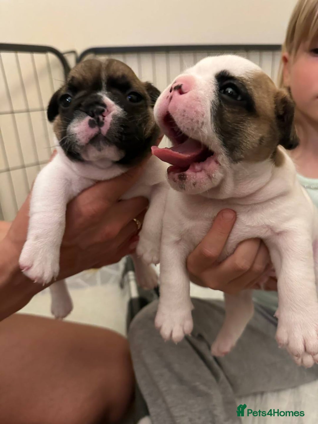 French Bulldog dogs for sale: French Bulldogs - Image 14