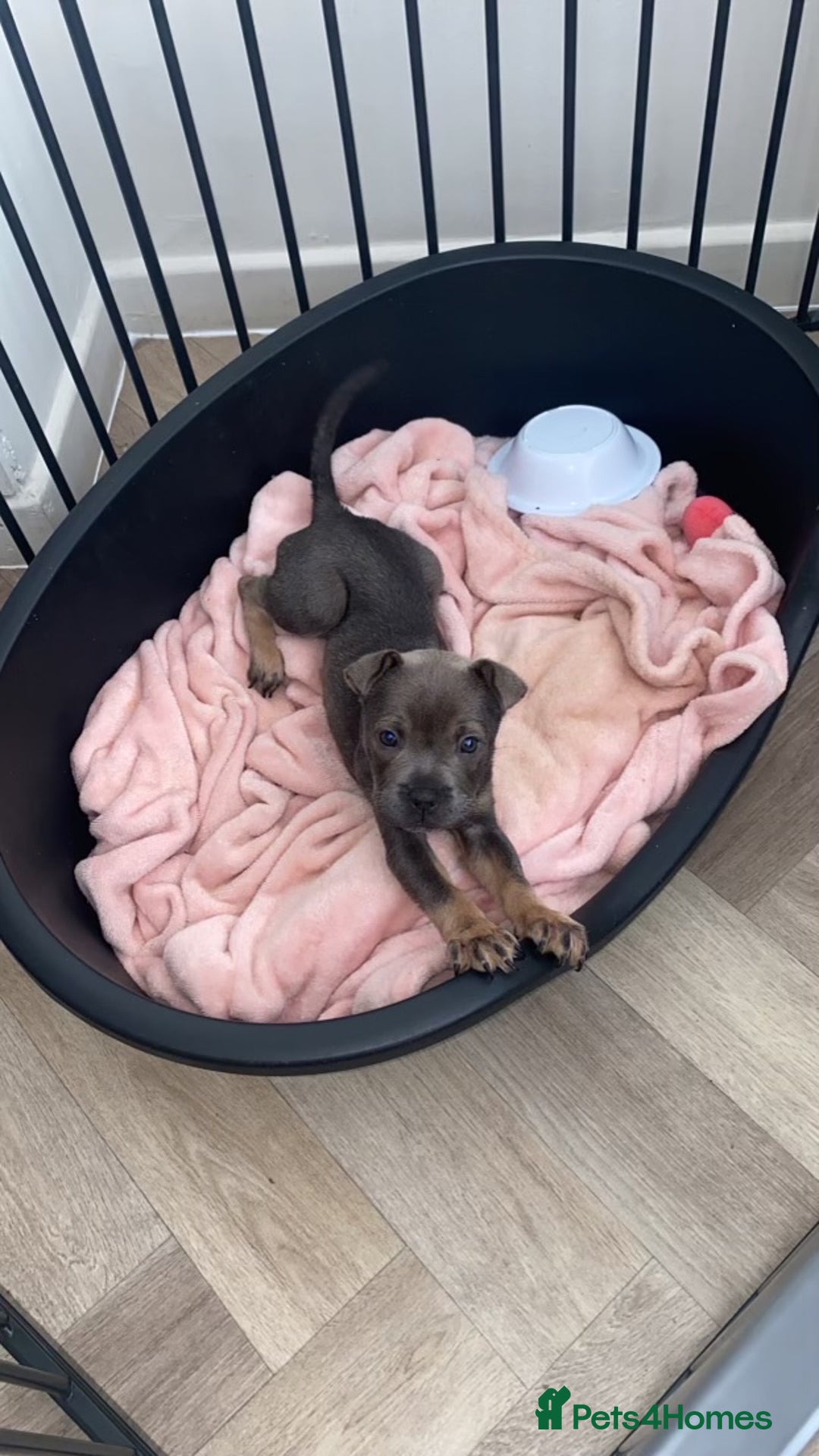 Mixed Breed dogs for sale: Shar Pei x French Bulldog puppy - Image 1