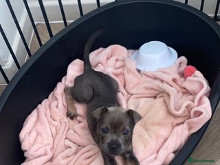 Mixed Breed dogs - Advert 35