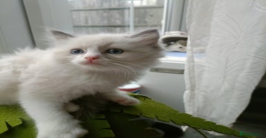 Ragdoll cats Pure lovely ragdoll 🐱 - Advert 16