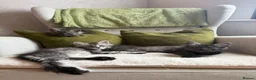 Maine Coon cats for sale: Maine coon kittens - Advert 10