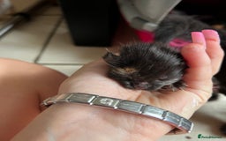 British Shorthair cats for sale: 4 girl kittens ready end of Oct  - Image 3