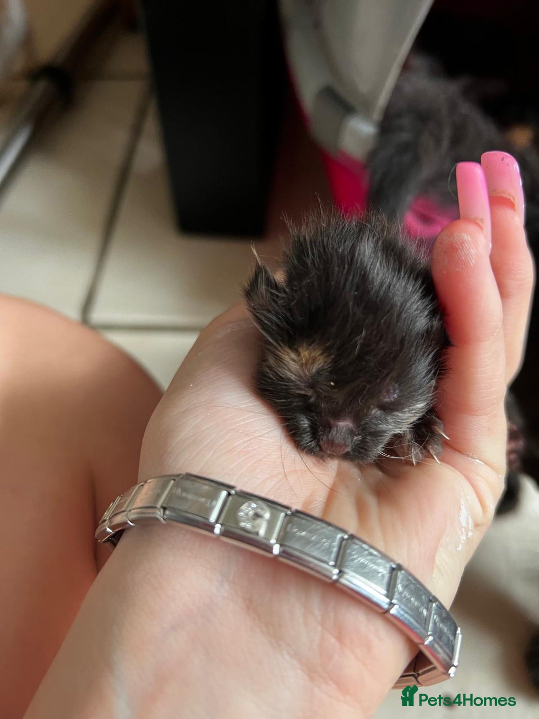 British Shorthair cats for sale: 4 girl kittens ready end of Oct  - Image 3