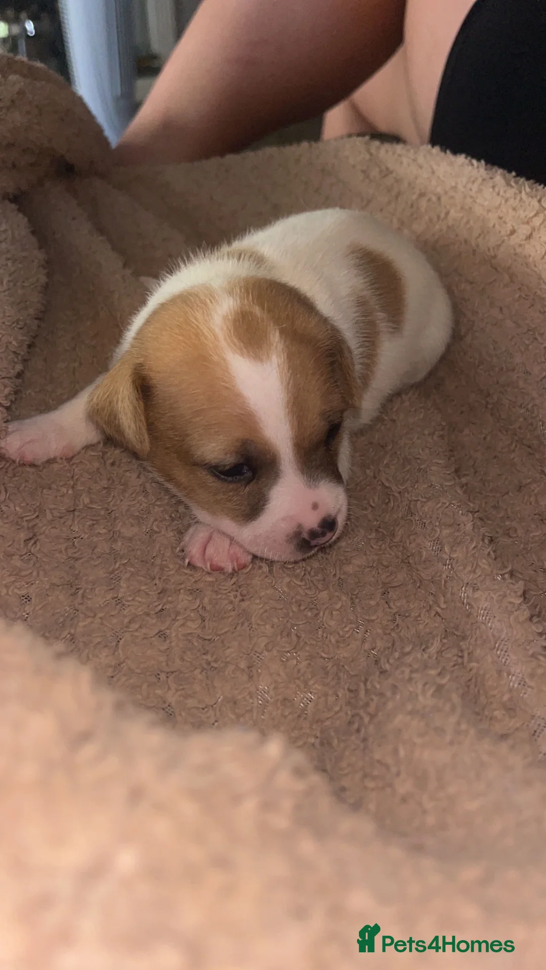Jack Chi dogs for sale: 2 boys available  - Advert 11