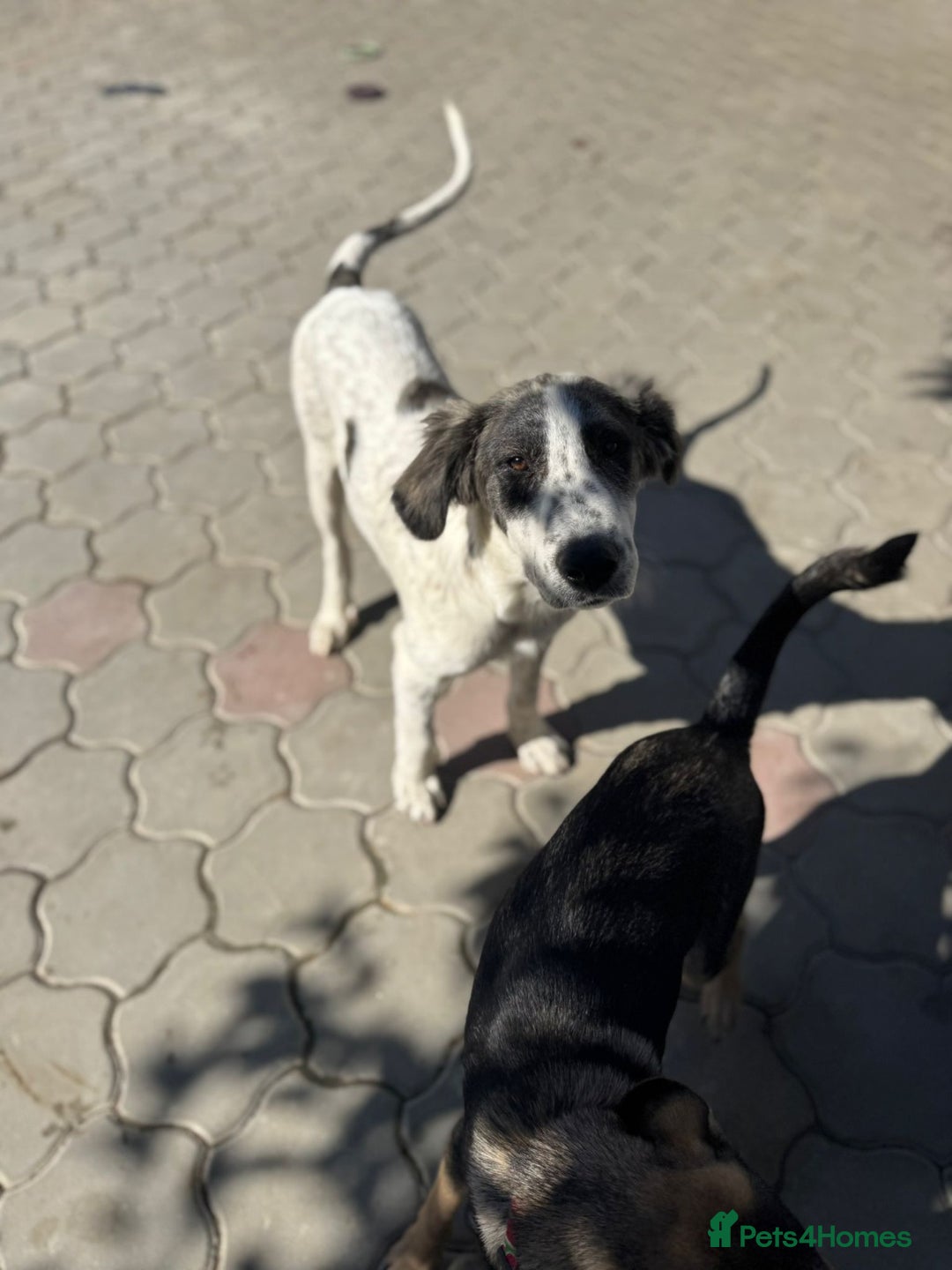 Mixed Breed dogs for adoption: ODIN, a superb young boy - for a Loving Home  - Advert 36