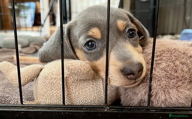 Miniature Dachshund dogs - Advert 10