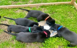 Labrador Retriever dogs for sale: V Good Looking Family Friendly Working KC Labrador - Image 1