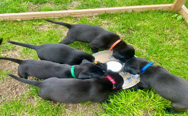 Labrador Retriever dogs - Advert 2