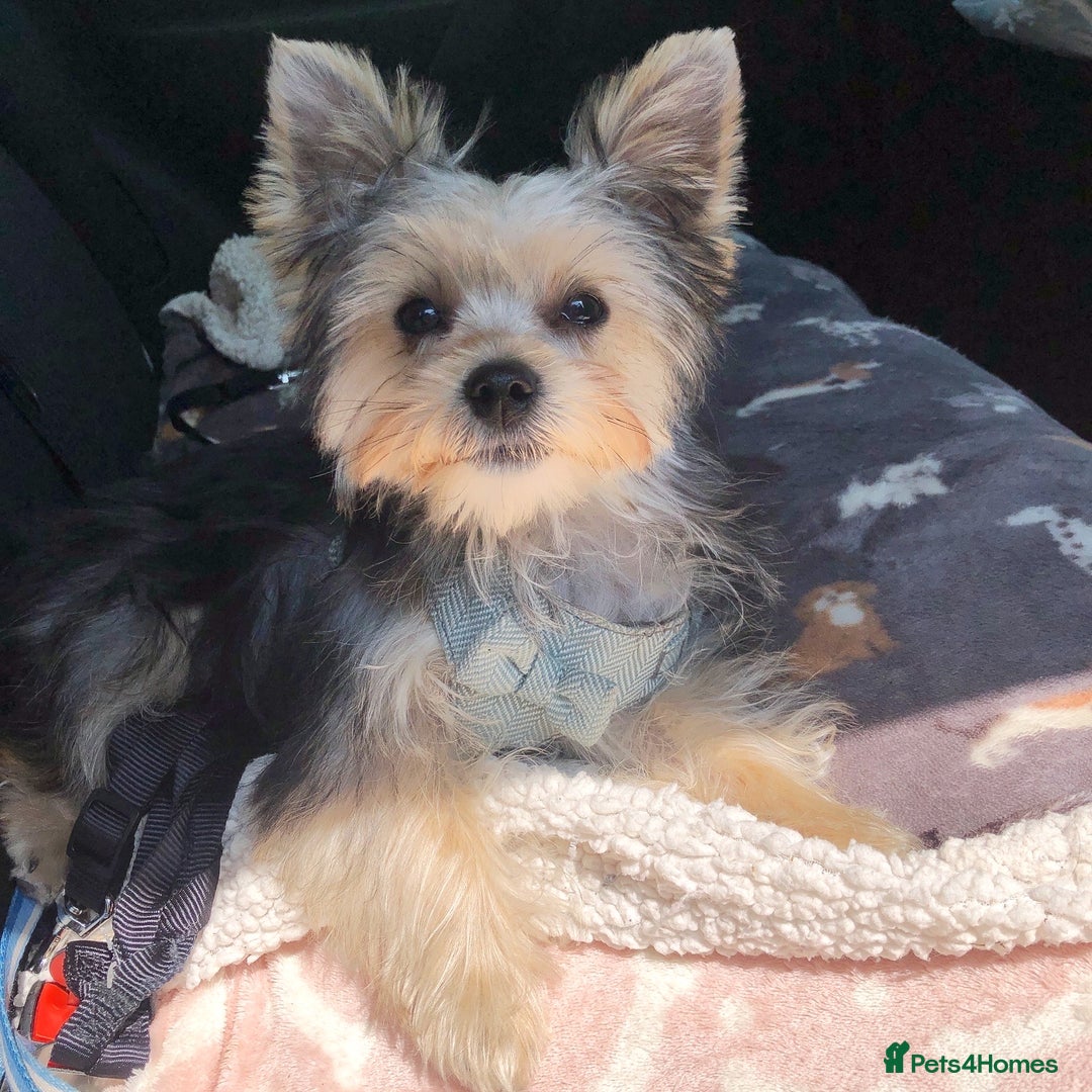 Morkie dogs for sale: Morkie Boy  - Advert 3