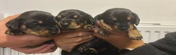 Miniature Dachshund dogs for sale: Miniature dachshunds  in Llangefni - Advert 6