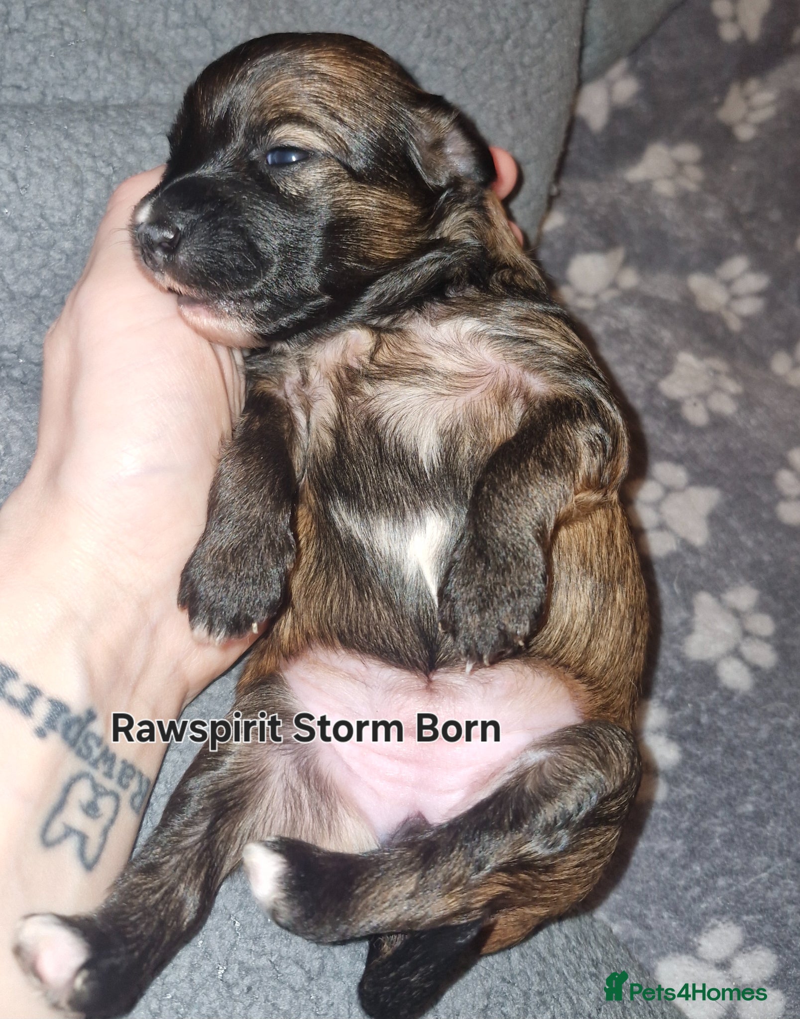 Chinese Crested dogs Pure breed Kc reg girl and boy. - Advert 4