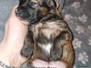 Chinese Crested dogs Pure breed Kc reg girl and boy. - Advert 4