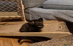 Ragdoll cats for sale: Calicox ragdolls - Image 15