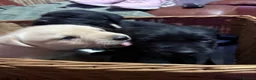 Labrador Retriever dogs for sale: Labrador puppies - Advert 4