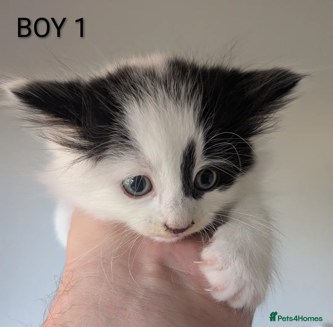 Mixed Breed cats for sale: 6 Beautiful, Happy & Healthy Kittens in Stoke-on-Trent - Advert 2