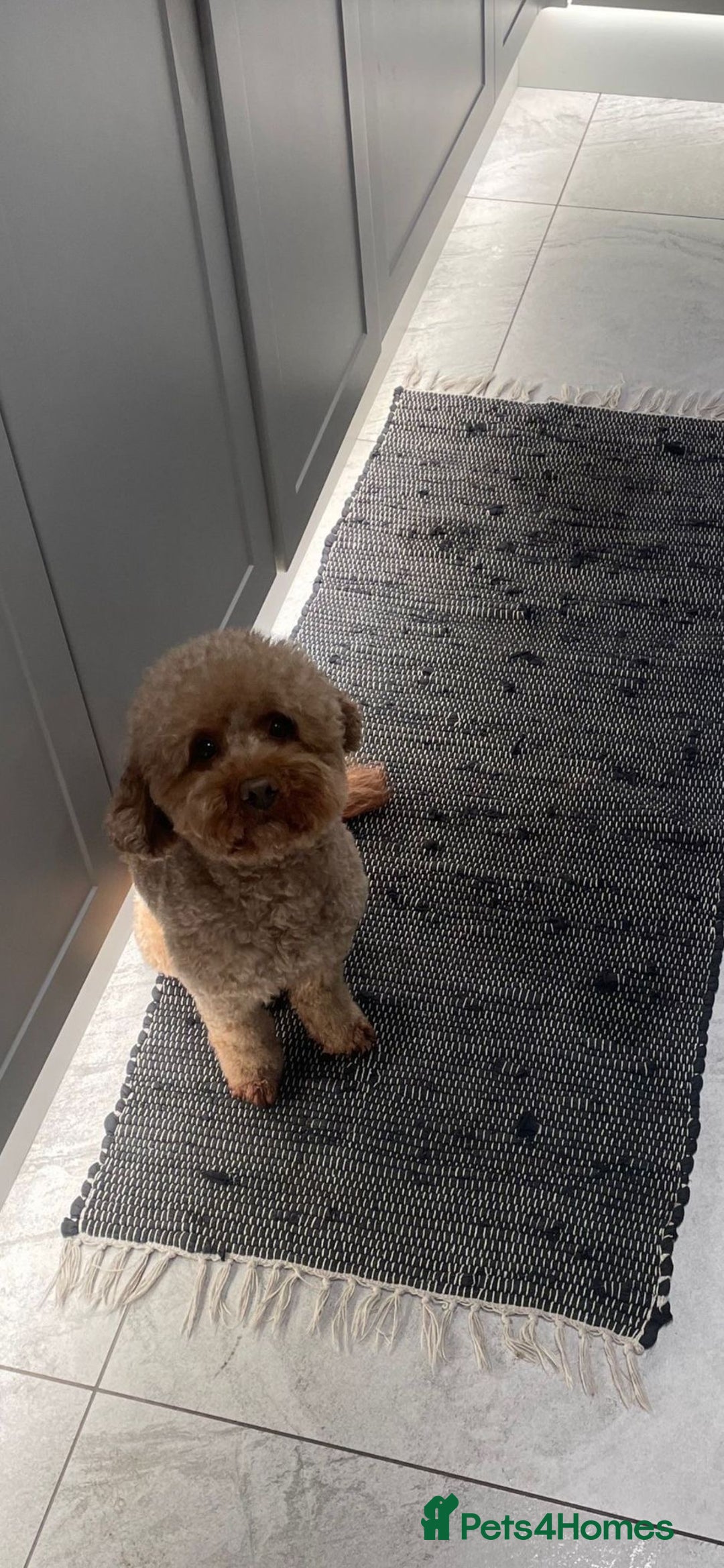 Cavapoo dogs for sale: Beautiful cavapoo pups  - Advert 4