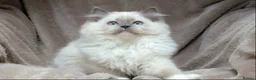 Ragdoll cats for sale: GCCF ACTIVE & PET KITTENS IMP CHAMPION BLOODLINES - Advert 15