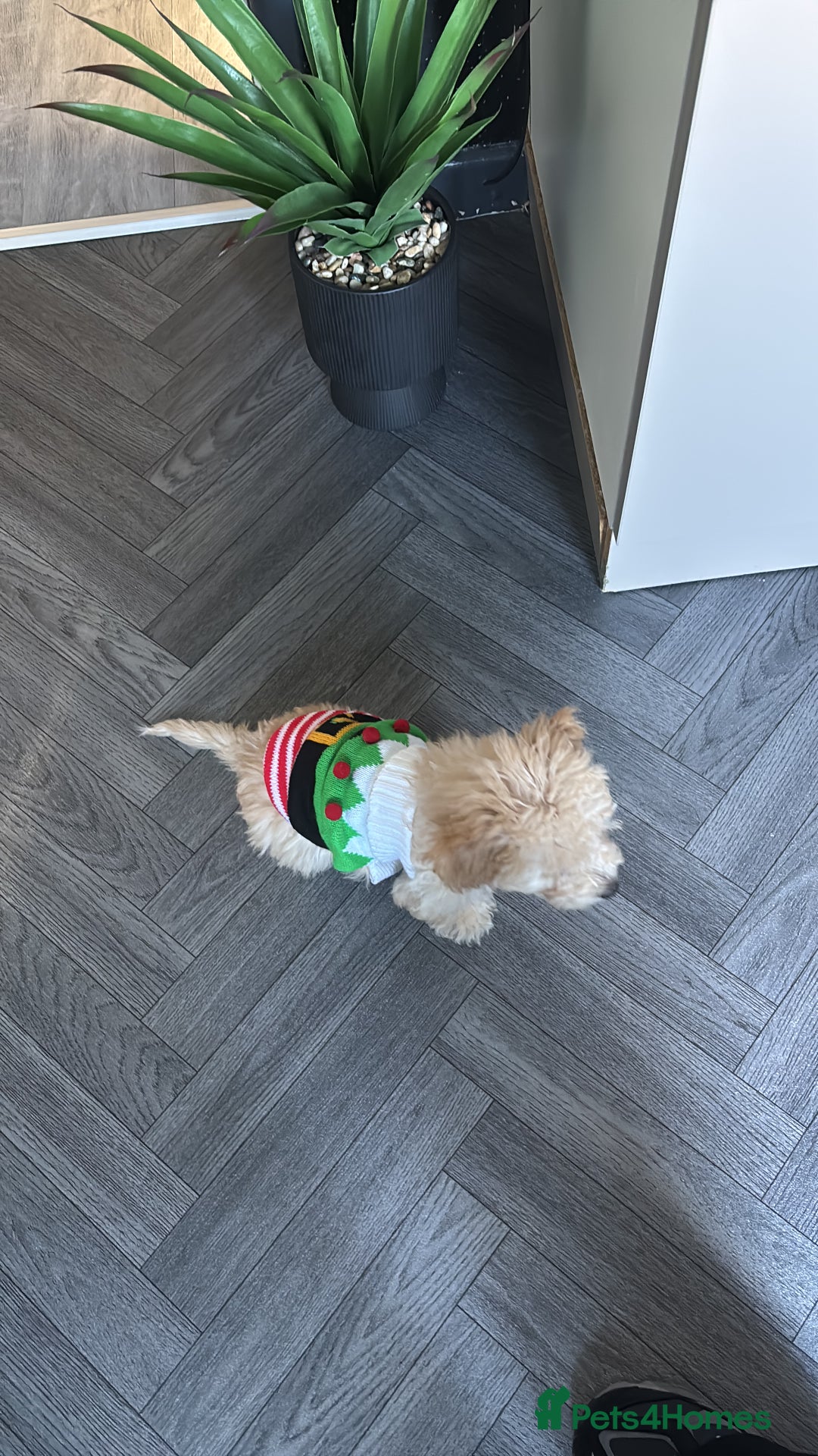 Poochon dogs for sale: Poochon  - Advert 3