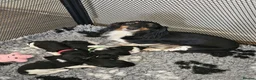 Miniature Dachshund dogs for sale: Last Boy and Last Girl Available - Advert 6