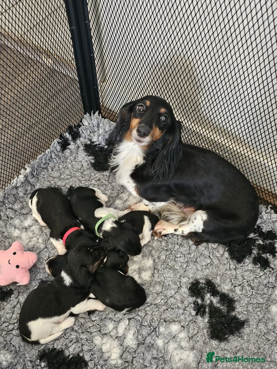 Miniature Dachshund dogs for sale: Last Little Girl Available - Advert 7