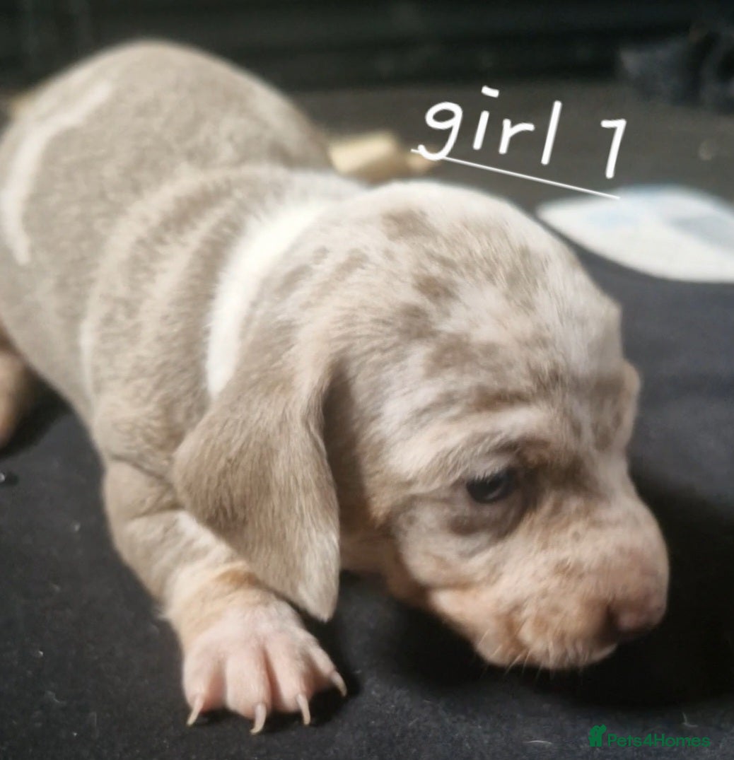 Dachshund dogs Miniature dauchshound  - Advert 12