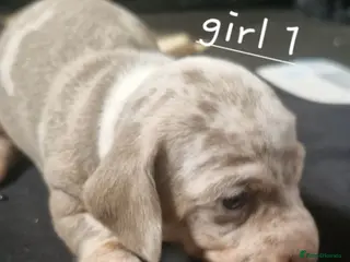 Dachshund dogs Miniature dauchshound - Advert 12