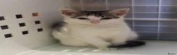 British Shorthair cats for adoption: Kittens desperately need love 💔 - Advert 6