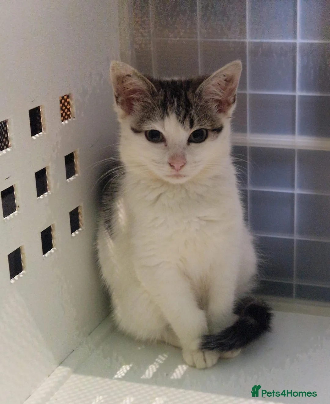British Shorthair cats for adoption: Kittens desperately need love 💔 - Advert 6