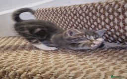 Mixed Breed cats for sale: Kittens ready to find homes - Image 5