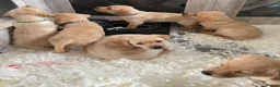 Labrador Retriever dogs for sale: Stunning Litter of Yellow Labradors - Advert 7