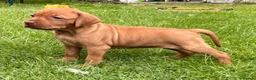 Hungarian Vizsla dogs for sale: ⭐️1 boy Available KC Hungarian Vizsla - Advert 33