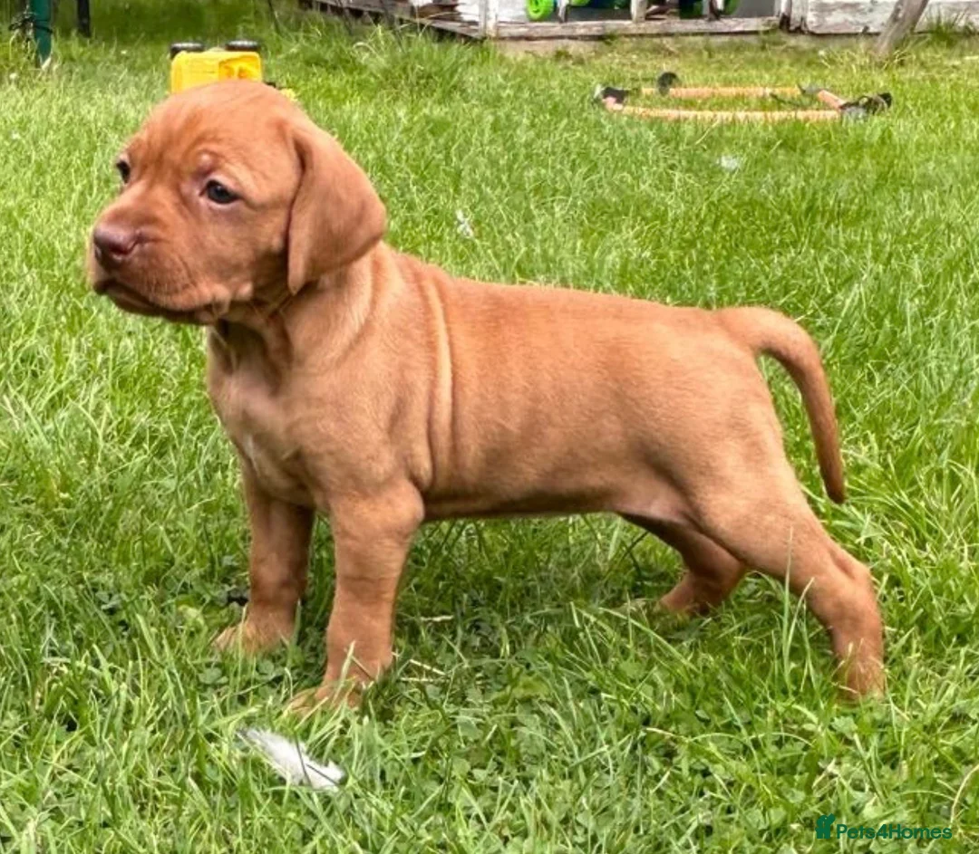 Hungarian Vizsla dogs for sale: ⭐️1 boy Available KC Hungarian Vizsla - Advert 33