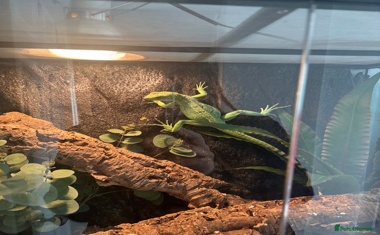 Lizard reptiles - Advert 1