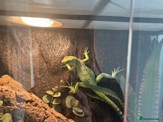 Lizard reptiles - Advert 1