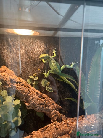 Lizard reptiles - Advert 1