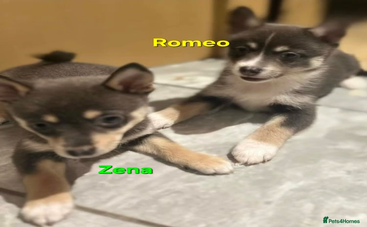 Pomsky dogs - Advert 1