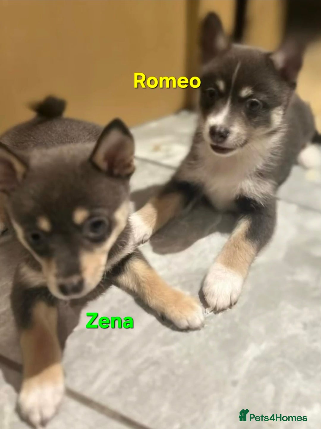 Pomsky dogs for sale: Ready now -Stunning F4 Pomskies, 6kg as adults  - Image 14