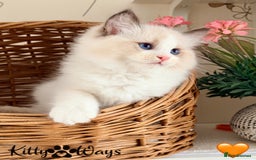 Ragdoll cats for sale: 🐾🩷*TICA REG* LYNX TABBY EU RAGDOLL KITTENS🩵🐾 - Image 9